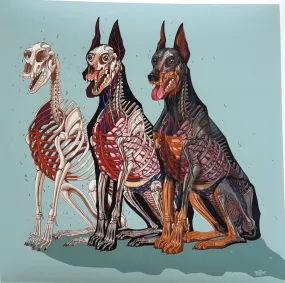 Dobermann Anatomy Archival Print by Nychos