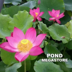 Friend Red Lotus <br> Medium / Heavy Bloomer!