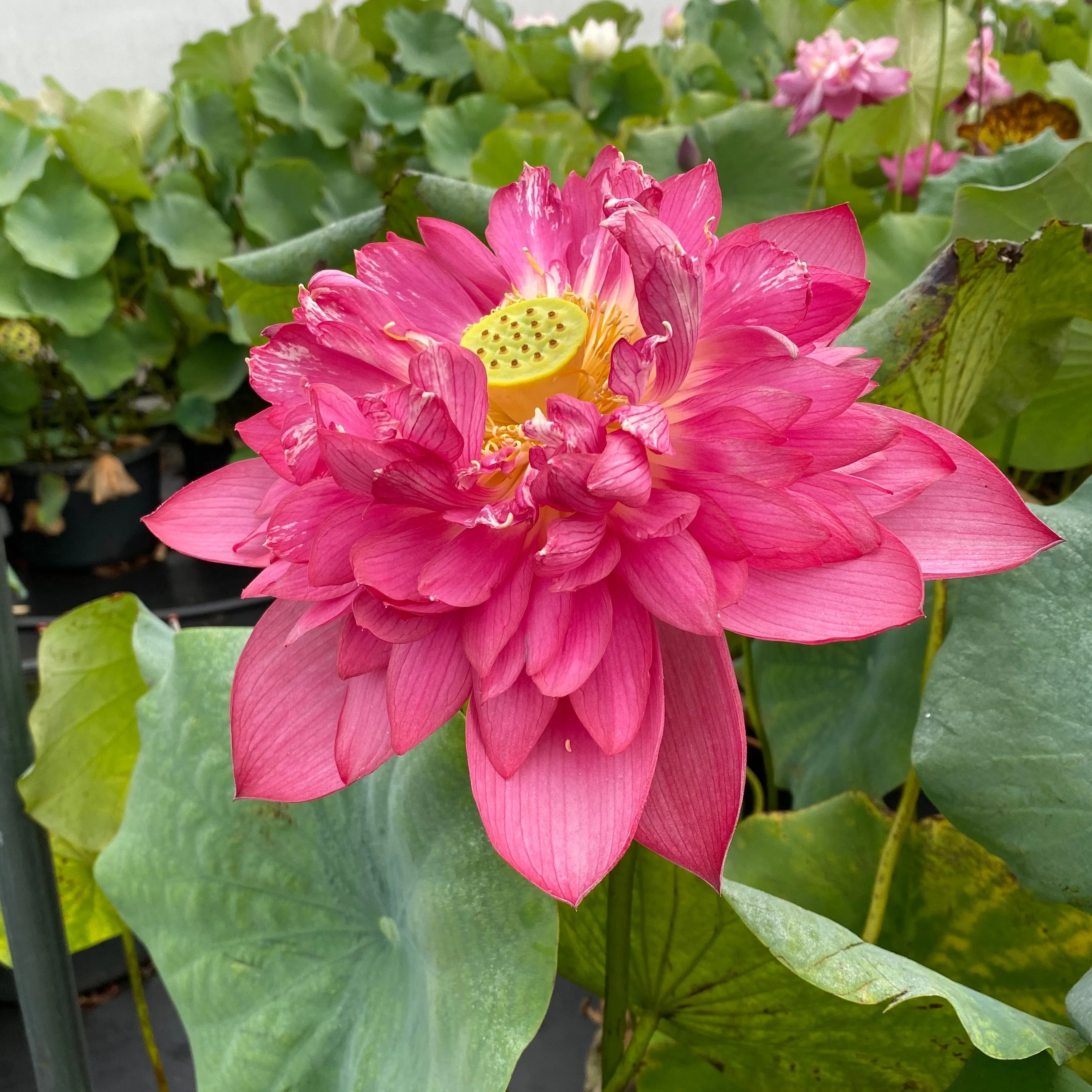 Red Canal Lotus   <br>  Vibrant Red!