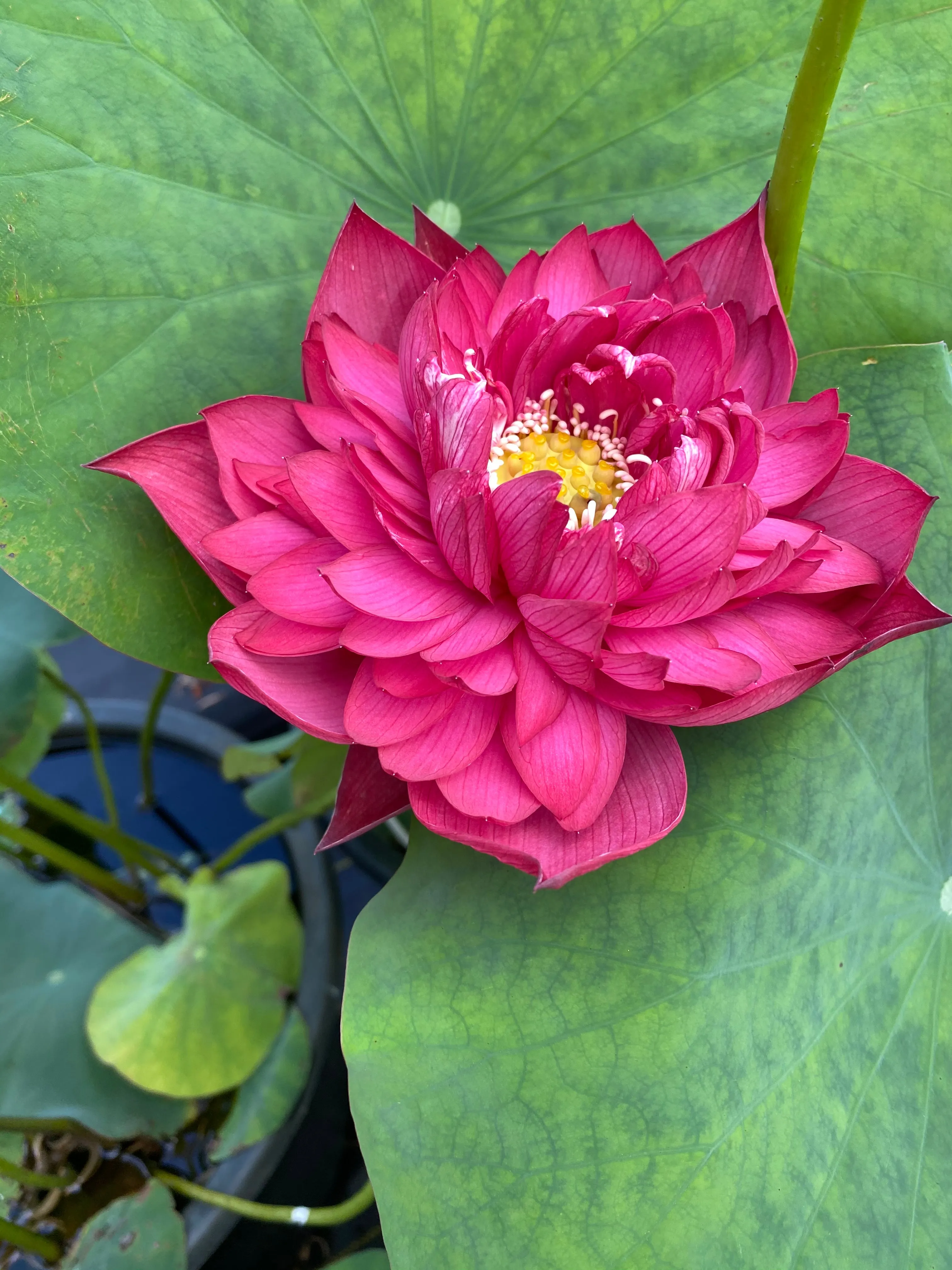 Red Canal Lotus   <br>  Vibrant Red!