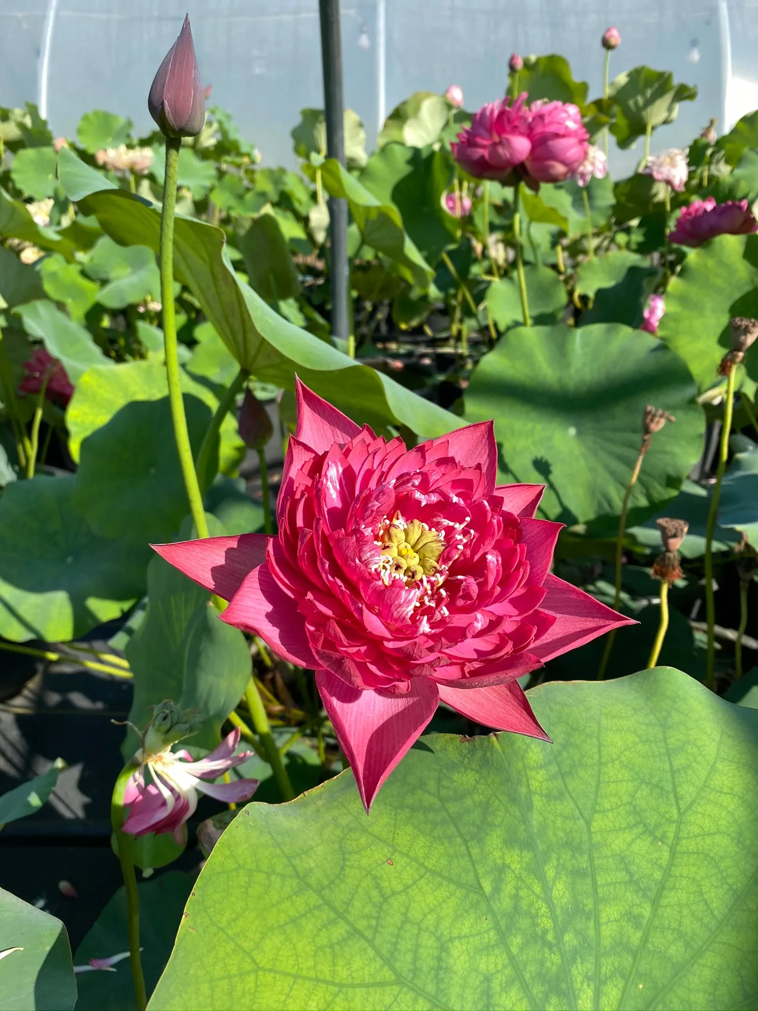 Red Canal Lotus   <br>  Vibrant Red!