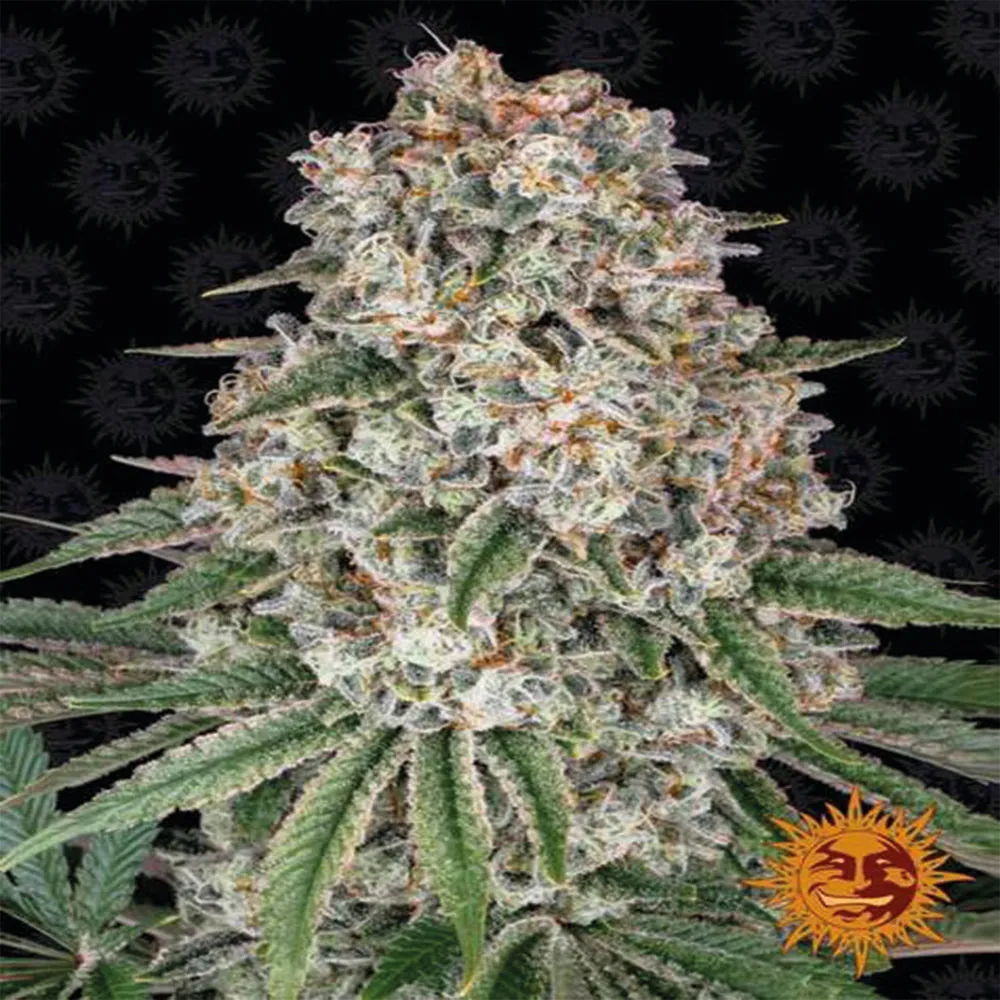 SALE!! Barneys Farm Seeds - Tropicanna Banana™