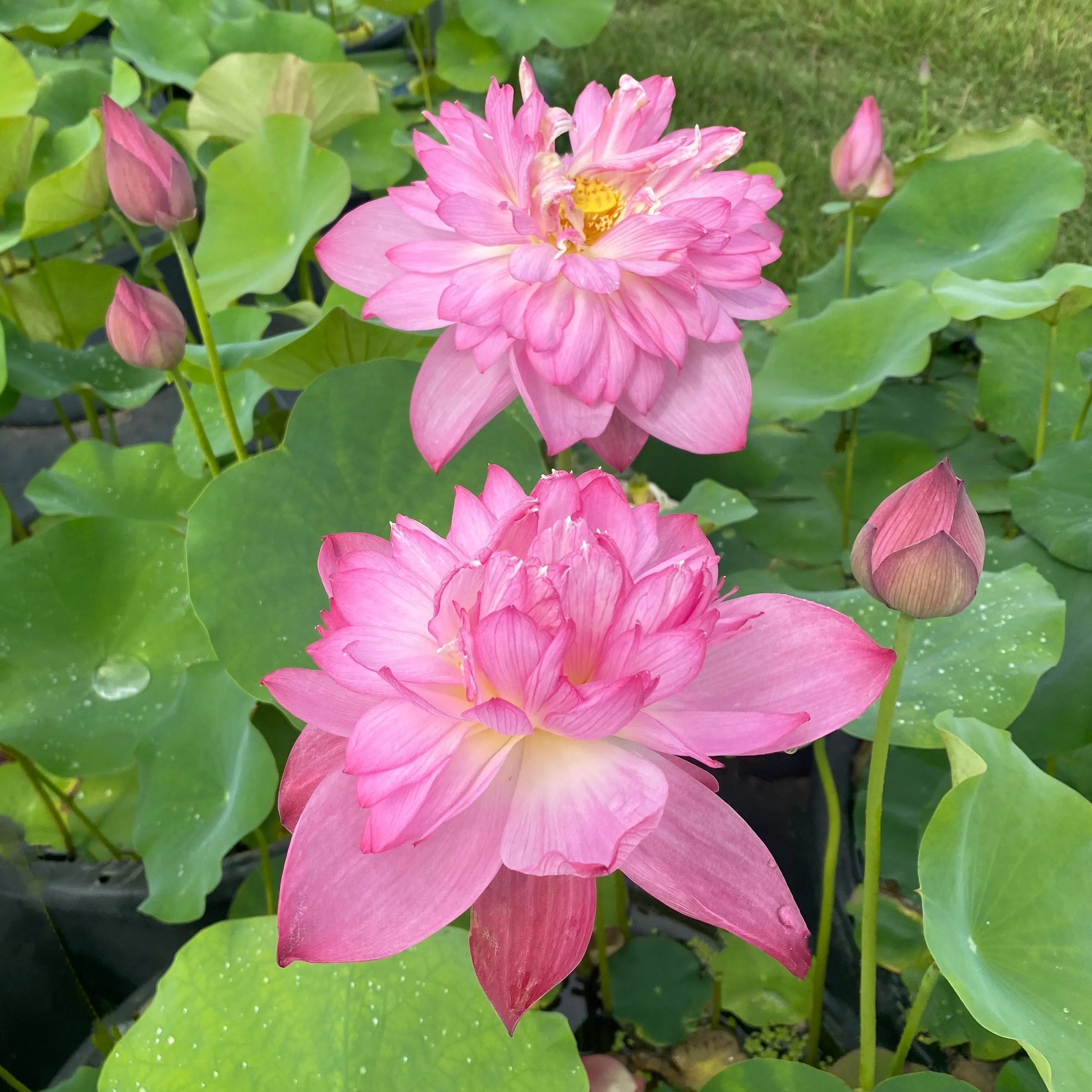 Shaoshan Lotus <br>   Fabulous bloomer!