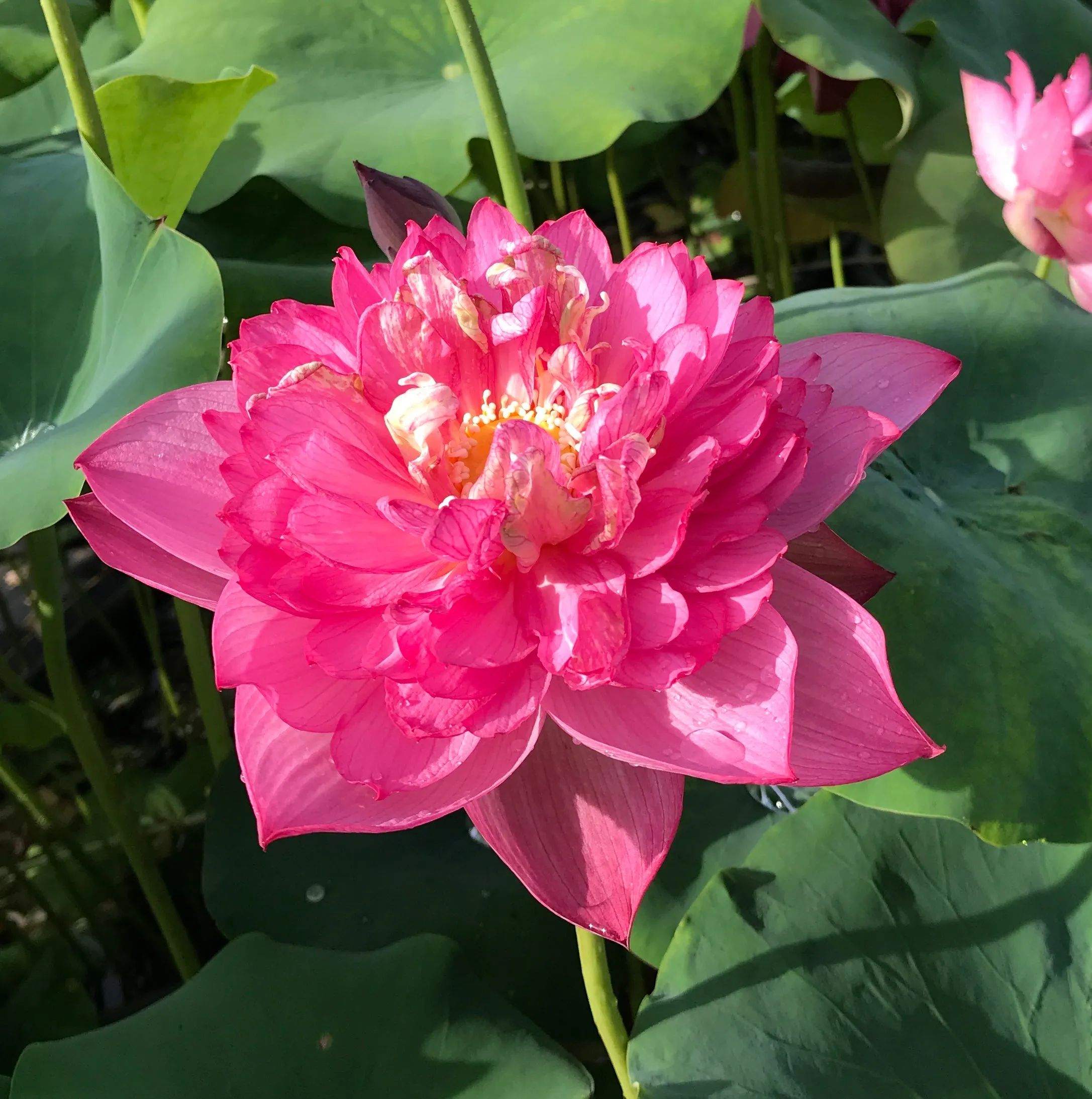 Shaoshan Lotus <br>   Fabulous bloomer!