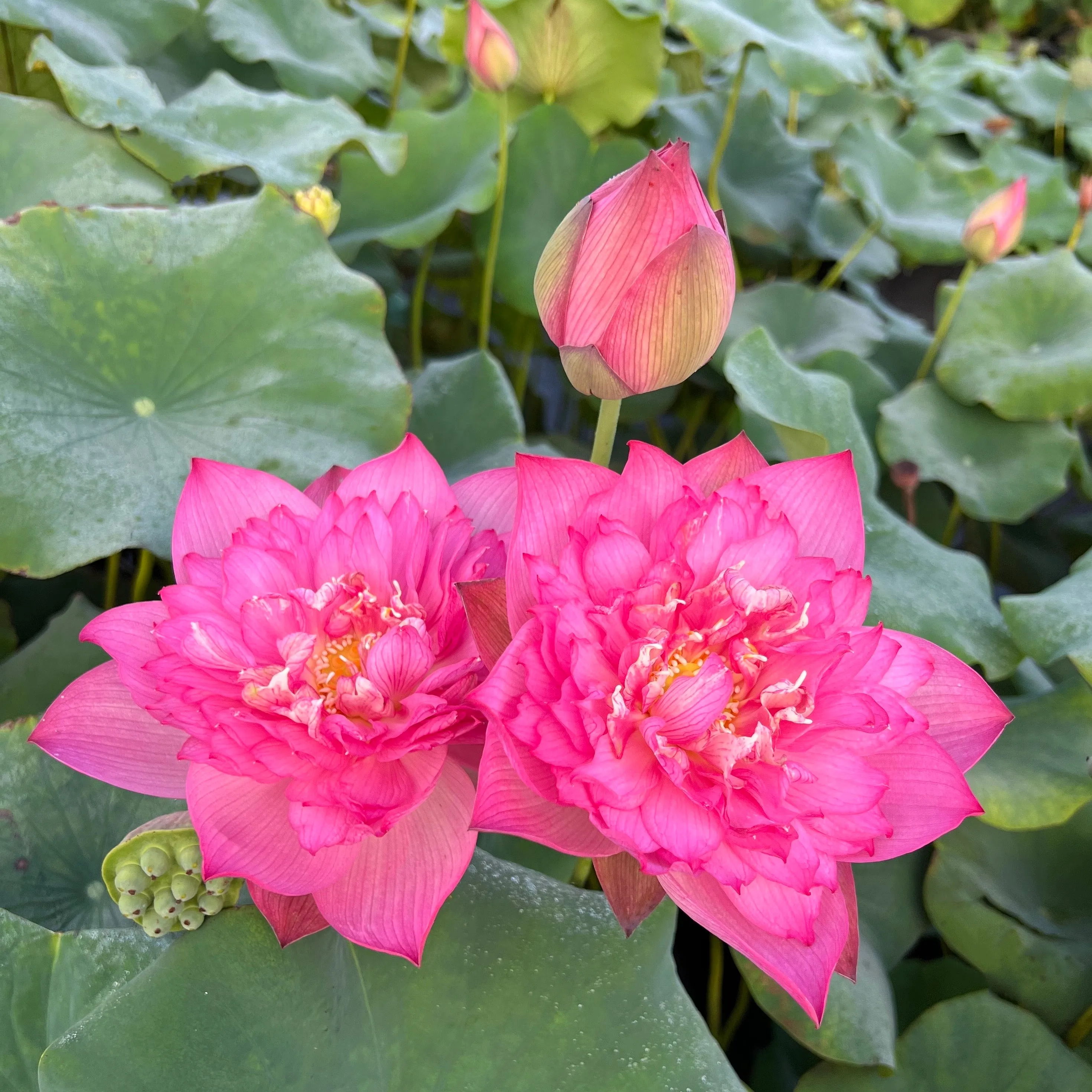 Shaoshan Lotus <br>   Fabulous bloomer!