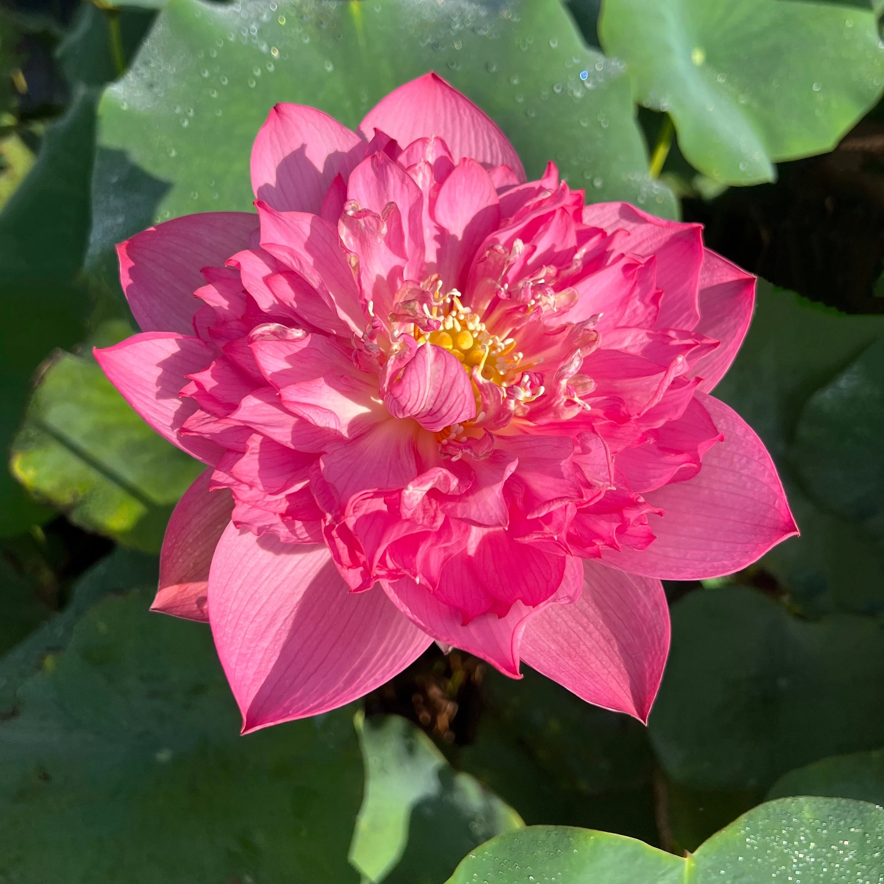 Shaoshan Lotus <br>   Fabulous bloomer!