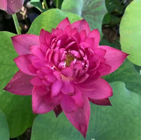 Shaoshan Lotus <br>   Fabulous bloomer!